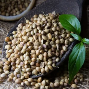 Coriander